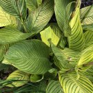 Variegated Canna PRETORIA - BENGAL TIGER Rhizome Tropical Plant Perennial USA Seller