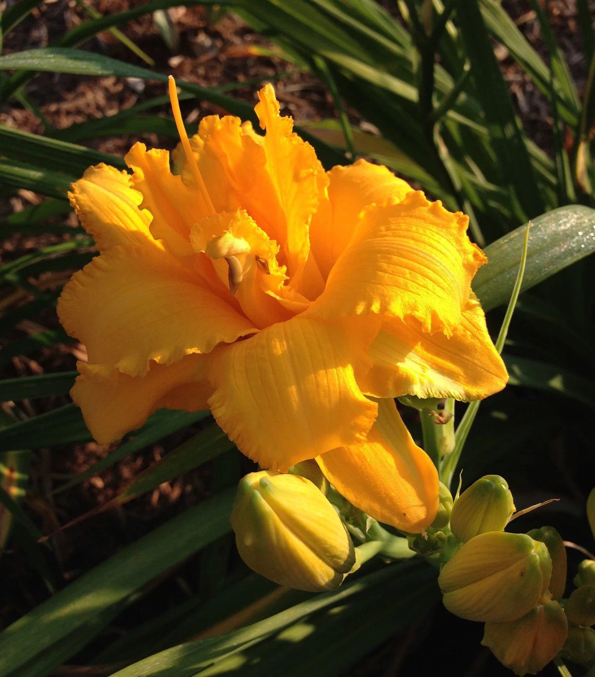 Daylily CONDILLA double yellow ruffled hemerocallis Perennial USA Seller