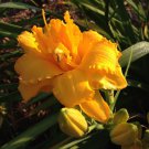 Daylily CONDILLA double yellow ruffled hemerocallis Perennial USA Seller