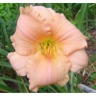 Daylily CISTY hemerocallis Perennial plant ~ DF or 2 plants USA Seller