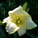 Daylily ADMIRALS BRAID Hemerocallis Perennial USA Seller