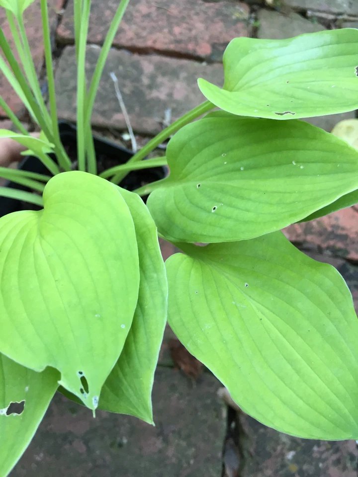 MINI Hosta LAKESIDE LIME TIME limetime miniature foliage perennial shade plant USA Seller