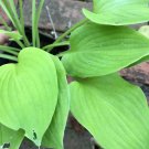 MINI Hosta LAKESIDE LIME TIME limetime miniature foliage perennial shade plant USA Seller