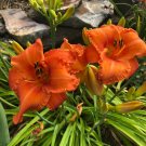 Daylily CROWD PLEASER Hemerocallis Perennial Flower USA Seller
