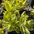 Sedum AUTUMN CHARM variegated pink stonecrop Perennial Plant tall upright USA Seller