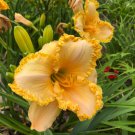 Daylily SOUTH GEORGIA PEACHES reblooming hemerocallis Perennial USA Seller