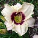 Daylily PANDORA'S BOX hemerocallis cream Reblooming perennial USA Seller