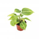 Philodendron Brasil Rooted In 4" Pot Gardening USA Seller