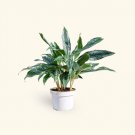 Aglaonema Queen Small Grower Plant USA Seller
