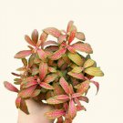 Fittonia Skeleton Live Plant Striking Veined Foliage for Terrariums & Low Light USA Seller