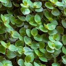 Tradescantia Bolivian Live House Plant Gardening USA Seller