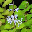 Plectranthus Swedish Ivy Green Gardening USA Seller