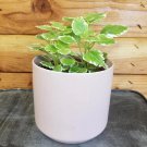 Plectranthus Swedish Ivy Mint USA Seller
