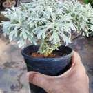Artemesia Stellerinana Silver Brocade Gardening