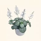Plectranthus Swedish Ivy Emerald Lace Gardening USA Seller