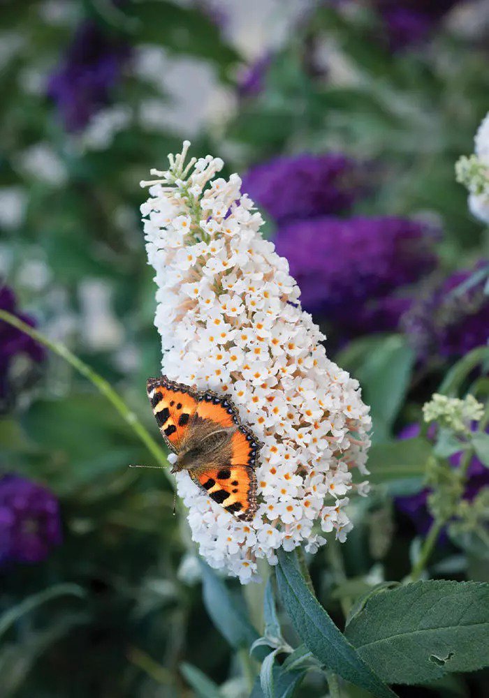 Buddleja Davidii Buzz Ivory Gardening USA Seller