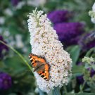 Buddleja Davidii Buzz Ivory Gardening USA Seller