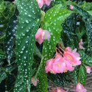 Angel Wing Begonia My Special Angel Gardening USA Seller