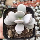 Cotyledon Orbiculata CV. Succulent Plant Rooted in 2" Plant Pot USA Seller