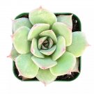 Live Fresh Echeveria 'Pink Tips' Succulent Plant Fully Rooted in 2'' Plant Pot USA Seller