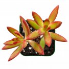 Sedum Adolphii Firestorm Succulent Plant Rooted in 2'' Planter For indoor Decor USA Seller