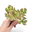 5 Fresh Sedum Dendroideum Succulent Cuttings Perfect for Fairy Garden USA Seller