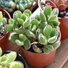 Live Cotyledon Tomentosa Variegated (Bear's Paw) Fully Rooted in 4'' Plant Pots USA Seller