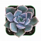 Echeveria Mensa Rooted in 2" Planter Rare Living Wedding Succulents Bridal Show USA Seller