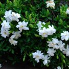 ( 1 ) - Radicans Dwarf Creeping Gardenia - Starter Plant (3m) (1 live Plant) USA Seller