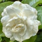 2 Grand Duke Jasmine Live Plants 3 To 5” Tall~Super Fragrant Flowers USA Seller