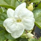 2 Fragrant Jasmine Sambac Live Plants 5” Tall Maid of Orleans Jasmine Live Plant USA Seller