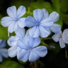 2 IMPERIAL BLUE PLUMBAGO STARTER LIVE PLANT 5 INCHES TALL USA SELLER