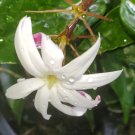 2 ANGEL WING JASMINE STARTER LIVE PLANT 5 TO 7~JASMINE NITIDUM~STAR JASMINE USA SELLER 2 ANGEL WING JASMINE STARTER LIVE PLANT 5 TO 7~JASMINE NITIDUM~STAR JASMINE USA SELLER