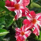Mandevilla - Madinia Pink - Live Starter Plant Dipladenia USA Seller