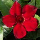 Mandevilla (Dipladenia) ‘Madinia Deep Red’ Starter Plant - Deep Vibrant Red Vine USA Seller Mandevilla (Dipladenia) ‘Madinia Deep Red’ Starter Plant - Deep Vibrant Red Vine USA Seller
