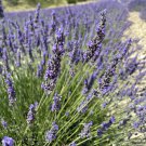 French Lavender ‘Provence’ Live Starter Plant - Tall Fragrant Lavandula USA Seller French Lavender ‘Provence’ Live Starter Plant - Tall Fragrant Lavandula USA Seller