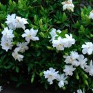 ( 1 ) - Radicans Dwarf Creeping Gardenia - Starter Plant ( 3m ) ( 1 live Plant ) USA Seller