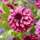 1 - Cranberry Classic Decorative Dahlia Flower Bulb Tuber USA Seller