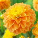 1 - Deep Impact Decorative Dahlia Flower Bulb Tuber USA Seller