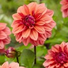 1 - American Dawn Decorative Dahlia Flower Bulb Tuber USA Seller 1 - American Dawn Decorative Dahlia Flower Bulb Tuber USA Seller