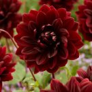 1 - Sam Hopkins Decorative Dahlia Flower Bulb Tuber USA Seller 1 - Sam Hopkins Decorative Dahlia Flower Bulb Tuber USA Seller