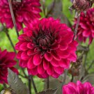 1 - Purple Flame Decorative Dahlia Flower Bulb Tuber USA Seller