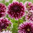 1- Alauna Clair Obscur Cactus Dahlia Flower Bulb Tuber USA Seller