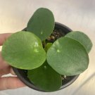 Pilea Peperomioides Chinese Money Plant Live Houseplant USA Seller
