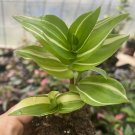 1 Rooted Cutting Tradescantia Fluminensis Live Houseplant USA Seller