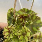“ Tiger Kitten” Begonia Live Houseplant USA Seller