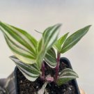 Tradescantia Tricolor Live Houseplant In 2” Pot USA Seller