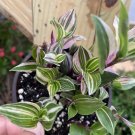Tradescantia Tricolor Live Houseplant In 4” Size Pot USA Seller