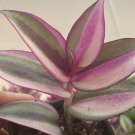 Rare Tradescantia Quadricolor 2 Rooted Cutting USA Seller