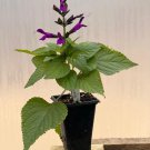 Salvia Amethyst Live Plant Purple Flowers, Meadow Sage, Perennial Plant USA Seller